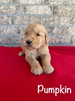 Pumpkin, a male Goldendoodle and Golden Retriever for sale in Woodward, OK – Photo 5 of 7