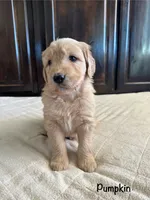 Pumpkin, a male Goldendoodle and Golden Retriever for sale in Woodward, OK – Photo 3 of 7