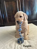 Pumpkin, a male Goldendoodle and Golden Retriever for sale in Woodward, OK – Photo 2 of 7