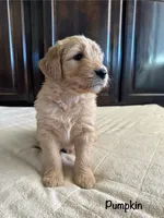 Pumpkin, a male Goldendoodle and Golden Retriever for sale in Woodward, OK – Photo 7 of 7