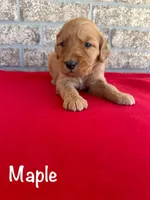 Maple, a female Goldendoodle and Golden Retriever for sale in Woodward, OK – Photo 2 of 7