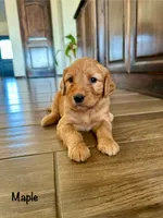 Maple, a female Goldendoodle and Golden Retriever for sale in Woodward, OK – Photo 1 of 7