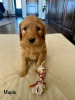 Maple, a female Goldendoodle and Golden Retriever for sale in Woodward, OK – Photo 7 of 7