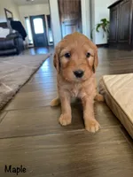 Maple, a female Goldendoodle and Golden Retriever for sale in Woodward, OK – Photo 5 of 7