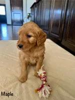 Maple, a female Goldendoodle and Golden Retriever for sale in Woodward, OK – Photo 4 of 7