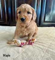 Maple, a female Goldendoodle and Golden Retriever for sale in Woodward, OK – Photo 6 of 7