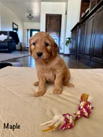 Maple, a female Goldendoodle and Golden Retriever for sale in Woodward, OK – Photo 3 of 7