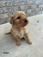 Amber, a female Goldendoodle and Golden Retriever for sale in Woodward, OK – Photo 6 of 8