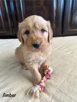 Amber, a female Goldendoodle and Golden Retriever for sale in Woodward, OK – Photo 2 of 8