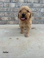 Amber, a female Goldendoodle and Golden Retriever for sale in Woodward, OK – Photo 7 of 8