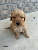 Amber, a female Goldendoodle and Golden Retriever for sale in Woodward, OK – Photo 5 of 8