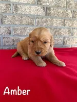 Amber, a female Goldendoodle and Golden Retriever for sale in Woodward, OK – Photo 4 of 8