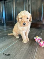 Amber, a female Goldendoodle and Golden Retriever for sale in Woodward, OK – Photo 3 of 8