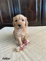 Amber, a female Goldendoodle and Golden Retriever for sale in Woodward, OK – Photo 1 of 8