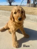 Blaze, a male Goldendoodle and Golden Retriever for sale in Woodward, OK – Photo 9 of 9