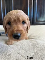 Blaze, a male Goldendoodle and Golden Retriever for sale in Woodward, OK – Photo 7 of 9