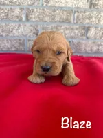 Blaze, a male Goldendoodle and Golden Retriever for sale in Woodward, OK – Photo 4 of 9