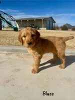 Blaze, a male Goldendoodle and Golden Retriever for sale in Woodward, OK – Photo 8 of 9