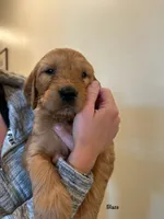 Blaze, a male Goldendoodle and Golden Retriever for sale in Woodward, OK – Photo 5 of 9