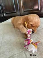 Blaze, a male Goldendoodle and Golden Retriever for sale in Woodward, OK – Photo 3 of 9