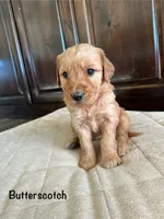 Butterscotch, a female Goldendoodle and Golden Retriever for sale in Woodward, OK – Photo 2 of 8