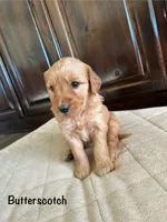 Butterscotch, a female Goldendoodle and Golden Retriever for sale in Woodward, OK – Photo 5 of 8
