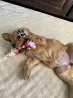 Butterscotch, a female Goldendoodle and Golden Retriever for sale in Woodward, OK – Photo 1 of 8