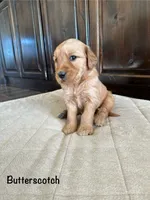 Butterscotch, a female Goldendoodle and Golden Retriever for sale in Woodward, OK – Photo 6 of 8