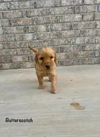 Butterscotch, a female Goldendoodle and Golden Retriever for sale in Woodward, OK – Photo 4 of 8