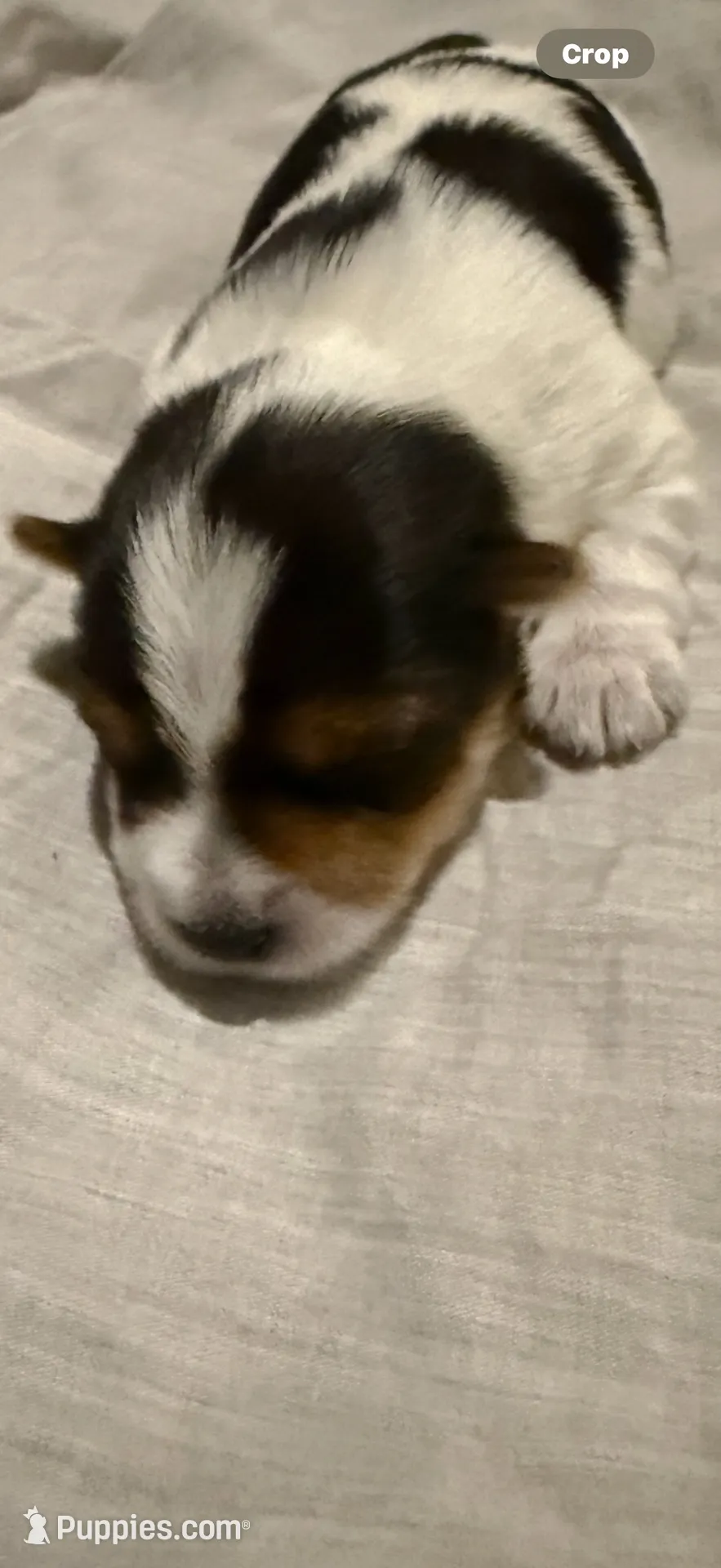 Rainbow🌈, a female Yorkshire Terrier for sale in Waldorf, MD – 3 of 3