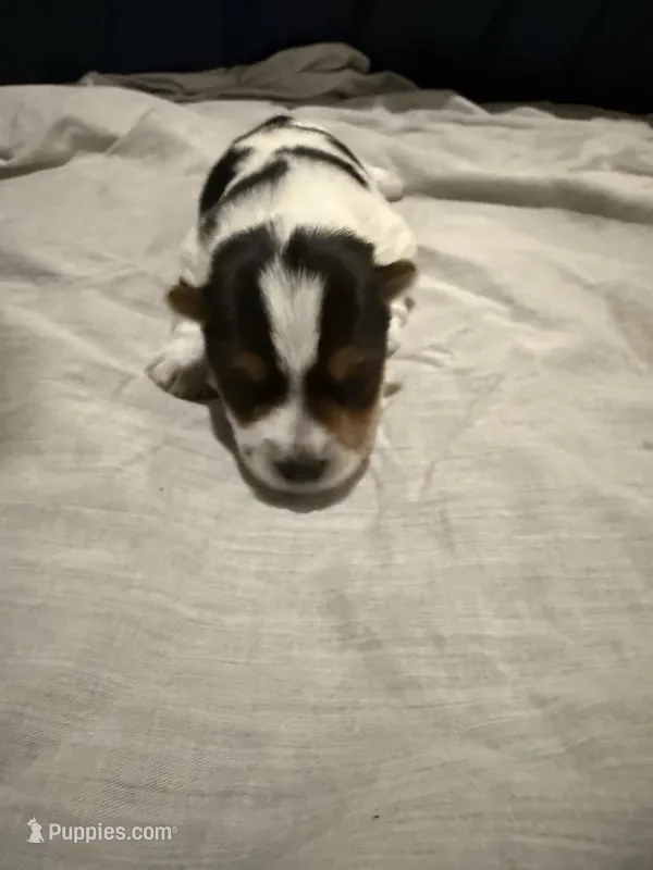 Rainbow🌈 – Yorkshire Terrier puppy for sale in Waldorf, MD