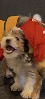 Pinky, a female Yorkshire Terrier for sale in Waldorf, MD – 3 of 5