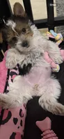 Pinky, a female Yorkshire Terrier for sale in Waldorf, MD – 5 of 5