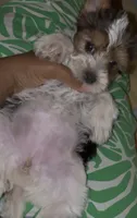 Pinky, a female Yorkshire Terrier for sale in Waldorf, MD – 3 of 3