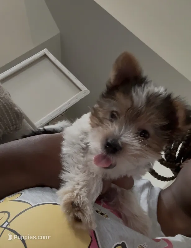 Pinky – Yorkshire Terrier puppy for sale in Waldorf, MD