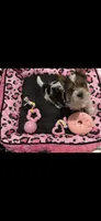 Pinky, a female Yorkshire Terrier for sale in Waldorf, MD – 2 of 5