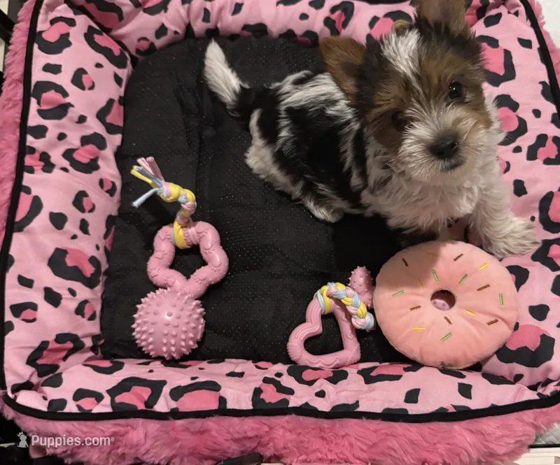 Pinky – Yorkshire Terrier puppy for sale in Waldorf, MD
