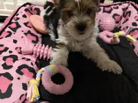 Pinky, a female Yorkshire Terrier for sale in Waldorf, MD – 2 of 3