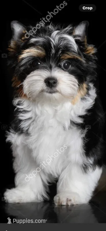 Rainbow🌈 – Yorkshire Terrier puppy for sale in Waldorf, MD