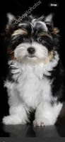 Rainbow🌈, a female Yorkshire Terrier for sale in Waldorf, MD – 1 of 3