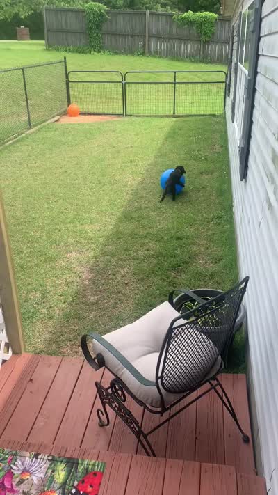 Mollie Mae, a female Poodle - Toy  for sale in Jonesboro, AR – 2 of 2
