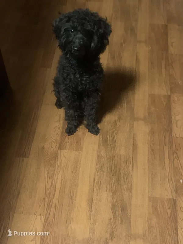 Mollie Mae – Poodle - Toy  puppy for sale in Jonesboro, AR
