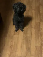 Mollie Mae, a female Poodle - Toy  for sale in Jonesboro, AR – 1 of 2