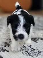 Lyric , a female Yorkshire Terrier for sale in Austin, TX – Photo 4 of 4