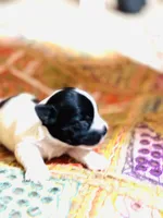 Lyric , a female Yorkshire Terrier for sale in Austin, TX – Photo 1 of 4