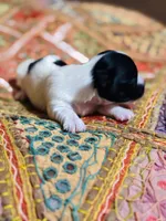 Lyric , a female Yorkshire Terrier for sale in Austin, TX – Photo 2 of 4