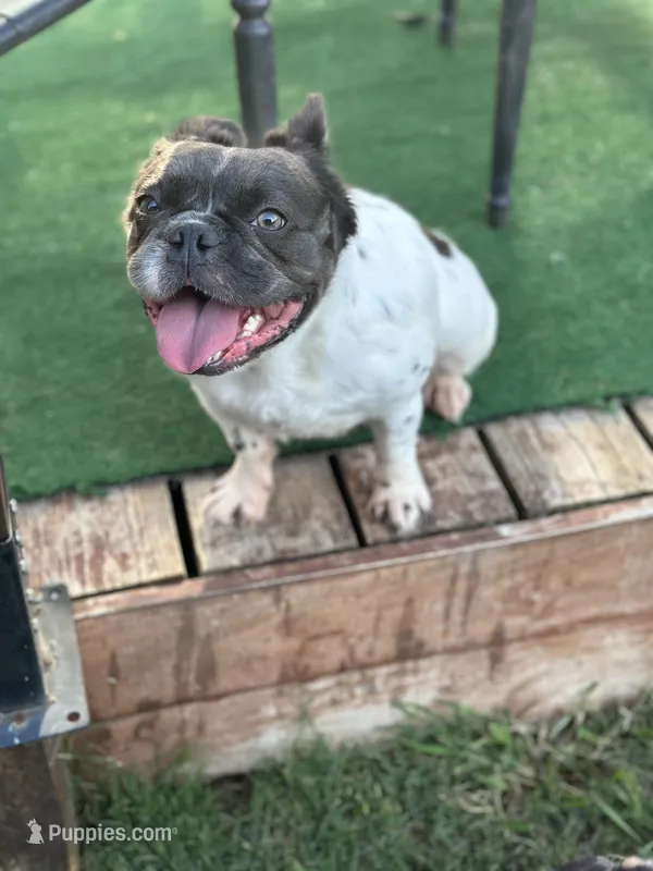 Sincere, a female French Bulldog and Neapolitan Mastiff for sale in Austin, TX – Photo 1 of 10