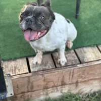 Sincere, a female French Bulldog for sale in Austin, TX – Photo 1 of 10