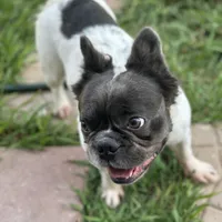 Sincere, a female French Bulldog for sale in Austin, TX – Photo 3 of 10