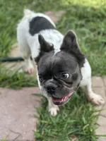 Sincere, a female French Bulldog and Neapolitan Mastiff for sale in Austin, TX – Photo 2 of 10